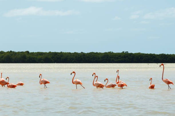 istock Group of beautiful pink flamingos 1199309899