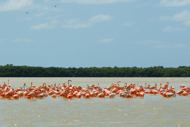 istock Group of beautiful pink flamingos 1199309977