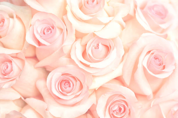 istock Coral rose flower. Detailed retouch 1199310232