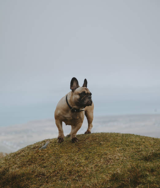 porco em scotland - mist rock winter autumn - fotografias e filmes do acervo