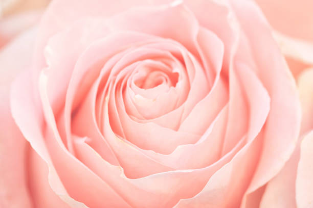 Coral rose flower. Detailed retouch