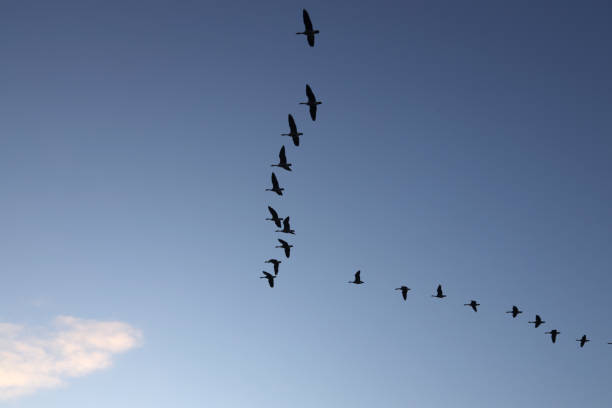 istock Flock of Canada Geese Fly on a Winter Morning 1199311433