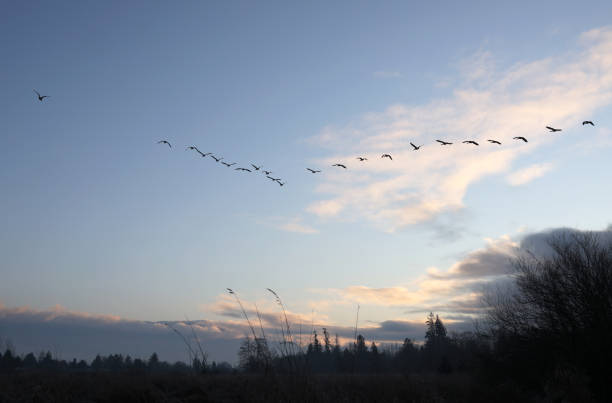 istock Canada Geese above the Fraser Valley in Winter 1199311435