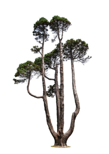 Italian pine isolated on white background Italian pine isolated on white background stock photo pinus pinea photos stock pictures, royalty-free photos & images