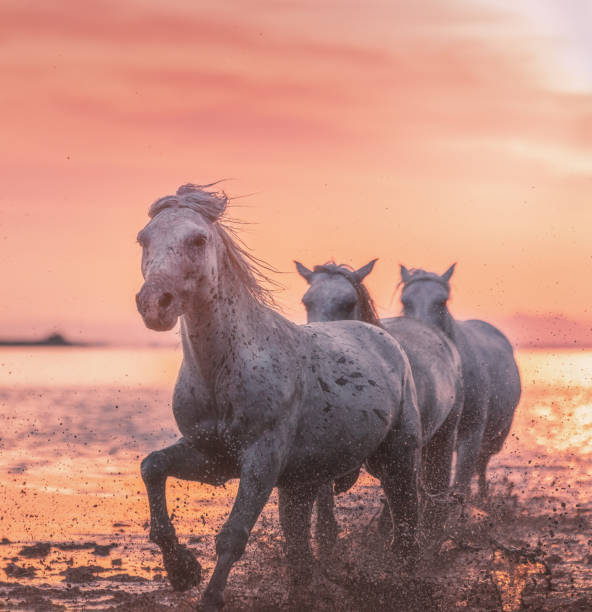 istock Three white Camargue horses running on the sunrise water 1199312441