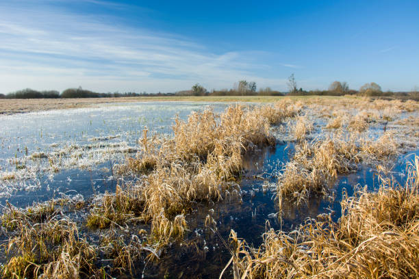 Grass in flooded field