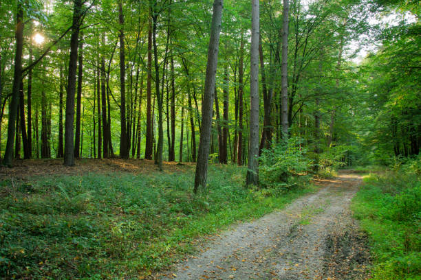 istock A dirt road through a green deciduous forest 1199312675