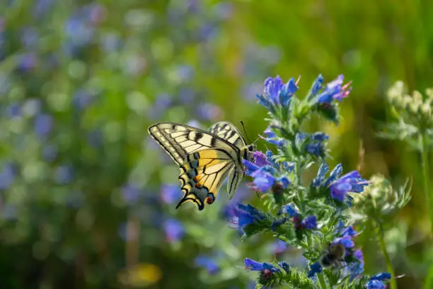 Swallowtail butterfly perched on a blue flower