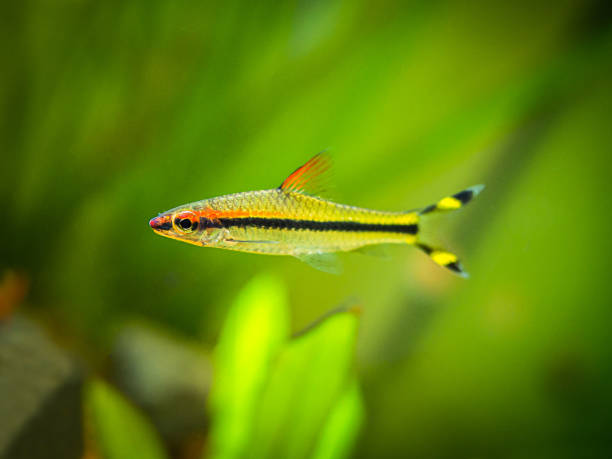 Denison barb (Sahyadria denisonii) isolated on a fish tank Denison barb (Sahyadria denisonii) isolated on a fish tank puntius denisonii stock pictures, royalty-free photos & images