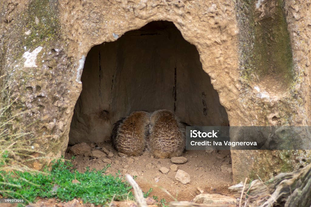 Two Beautiful Curled Up Meerkats Hidden In The Cave In Sandy Area Funny Small  African Animals Stock Photo - Download Image Now - iStock
