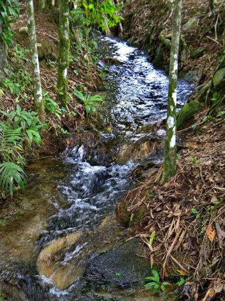 istock clean water in preserved area 1199314358
