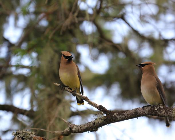 istock Colorful Pair of Cedar Waxwings 1199315929