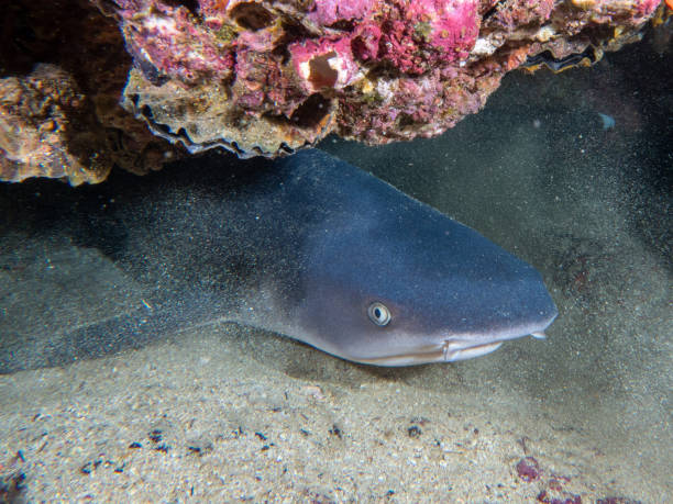 weißspitzenhai will weg - whitetip reef shark stock-fotos und bilder