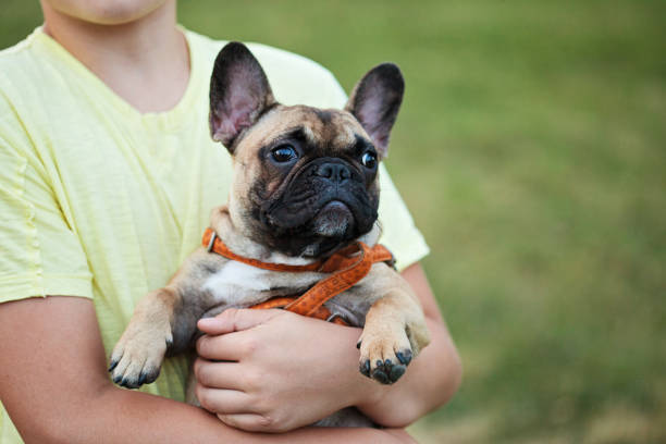 istock French Bulldog in Boy's Arms 1199316589