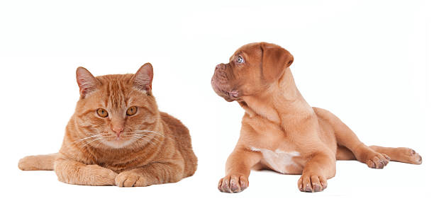 istock Puppy and kitten lying next to each other isolated 119931674