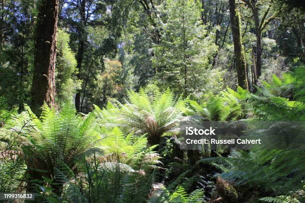 Fern Softscape Soft Tree Fern Stock Photo - Download Image Now - Australia, Botany ...