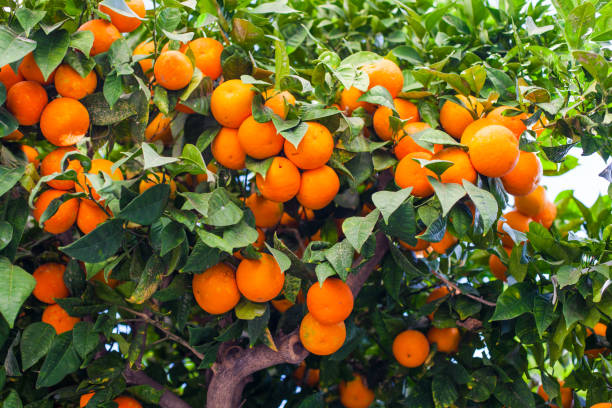 istock Orange Fruits. 1199317063