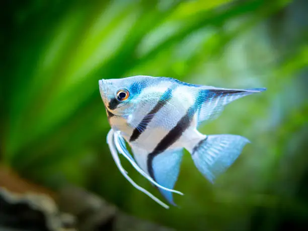 Photo of portrait of a zebra Angelfish in tank fish with blurred background (Pterophyllum scalare)