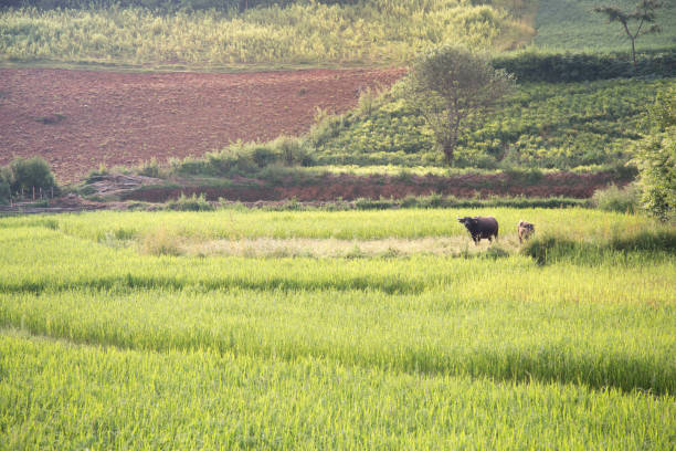 Photograph of a water buffalo surrounded by rice fields, during a golden sunset in Myanmar.