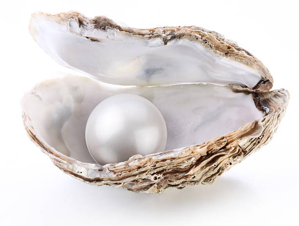 bild eines weißen perlen in shell. - pearl stock-fotos und bilder