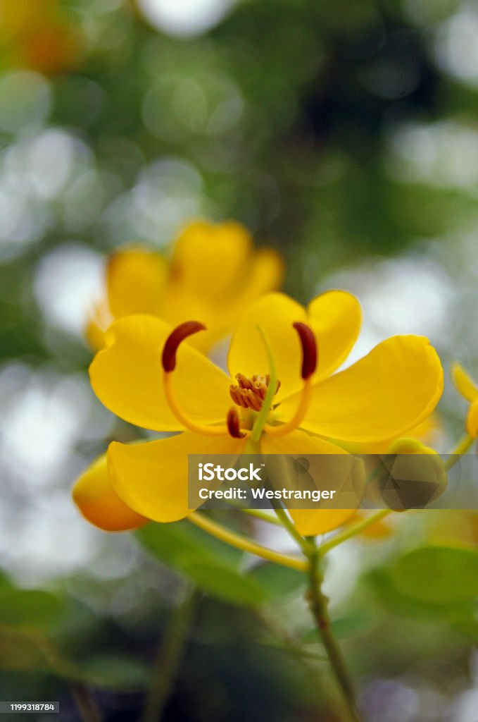 Yellow flower of Senna obtusifolia or Sicklepod Yellow flower of Senna obtusifolia or Sicklepod. Yellow flowers of Senna obtusifolia. Chinese name as Majueming é©¬å”Â ³æ˜Ž in Fujian, China. Senna obtusifolia is a legume in the genus Senna, sometimes separated in the monotypic genus Diallobus. It grows wild in North, Central, and South America, Asia, Africa, and Oceania, and is considered a particularly serious weed in many places. Senna - Plant Stock Photo