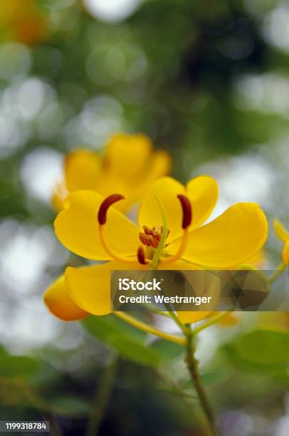 Yellow Flower Of Senna Obtusifolia Or Sicklepod Stock Photo - Download Image Now - Senna - Plant, Flower, Nature