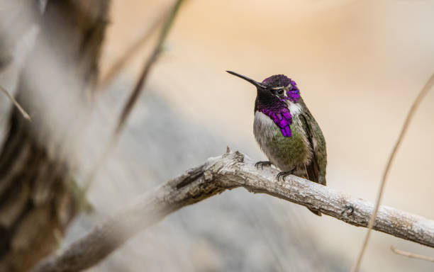 istock Costa's hummingbird male on branch 1199321431