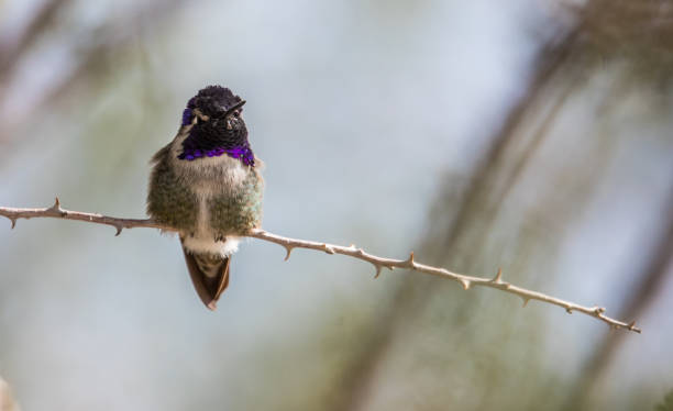 Costa's hummingbird on branch