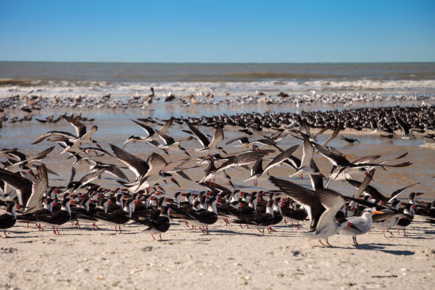 istock Flying black skimmer terns Rynchops niger 1199322544