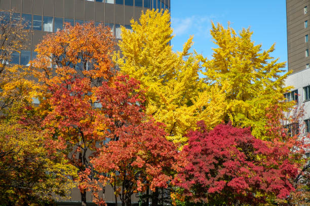 istock Autumn tree colors in Japan with buildings 1199322555