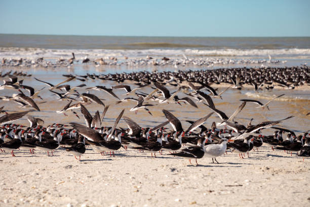 istock Flying black skimmer terns Rynchops niger 1199322565