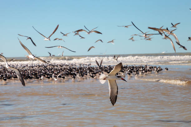 istock Flying black skimmer terns Rynchops niger 1199322652