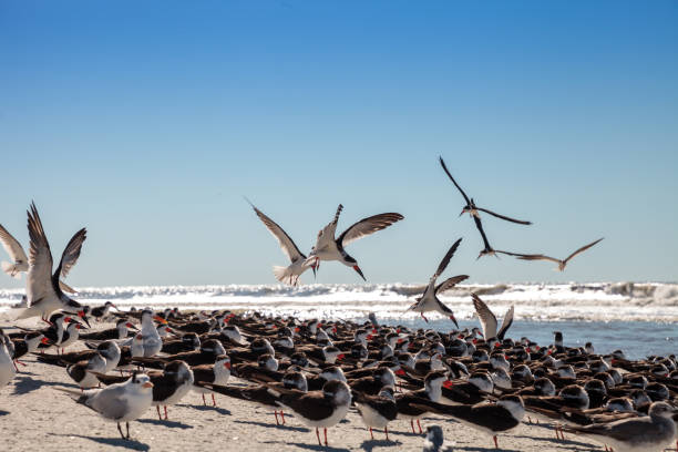 istock Flying black skimmer terns Rynchops niger 1199322680