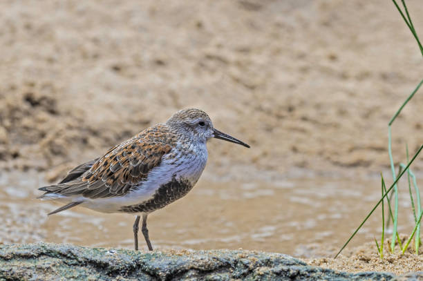 istock Dunlin - Calidris alpina 1199322692