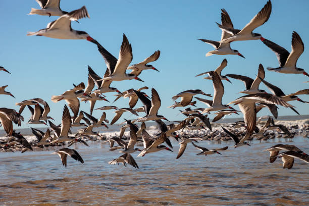 istock Flying black skimmer terns Rynchops niger 1199322701