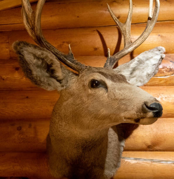 taxidermie blanche de tête de cerf de queue dans la cabine - taxidermy deer cabin wall photos et images de collection