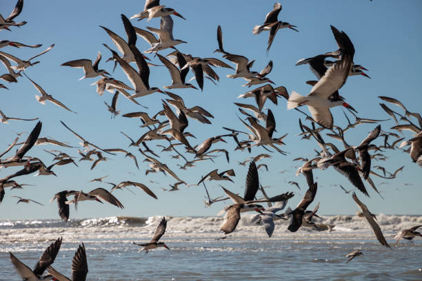 istock Flying black skimmer terns Rynchops niger 1199322963