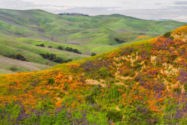 istock Hillside of Poppies 1199325327
