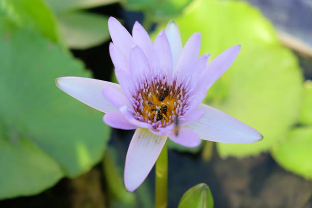 beaucoup de guêpes rampent sur le bourgeon d'un lys tropical blanc. - lotus ornamental garden insect summer photos et images de collection