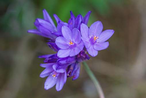 Dichelostemma capitatum (syn. D. pulchellum), called blue dicks, purplehead and brodiaea.