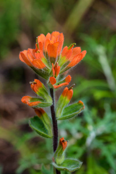 istock Monterey Indian Paintbrush - Castilleja latifolia 1199328237