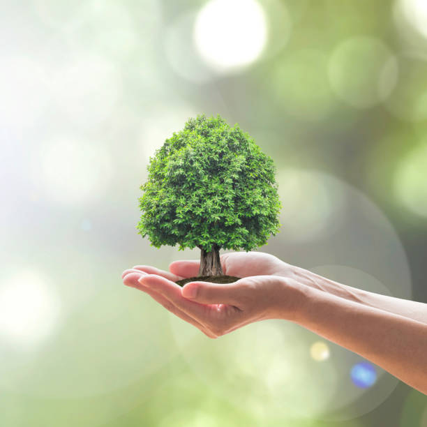 istock Sustainable environment, saving environmental ecosystem of forest, and go green concept with tree planting on volunteer's hands 1199330441