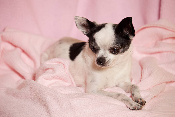 istock Chihuahua on Pink Blanket 119933072