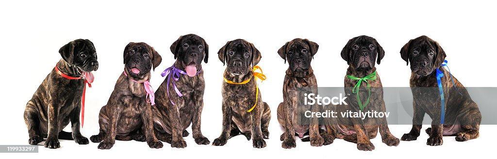 3 meses sete filhotes de bullmastiff isolatedon branco - Foto de stock de Animal royalty-free