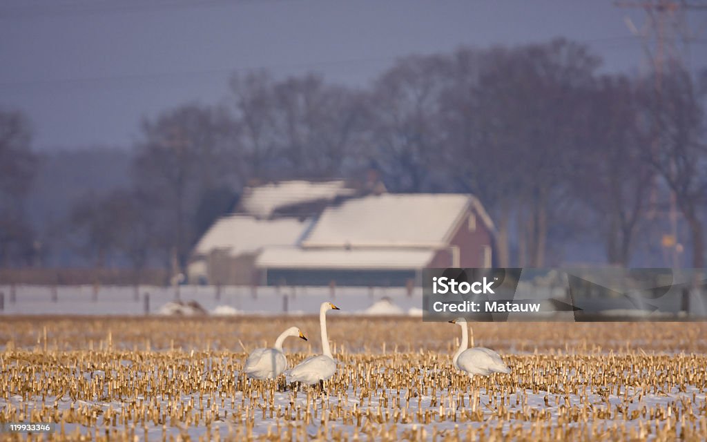 Whooper cygnes sur un champ de maïs - Photo de Agriculture libre de droits