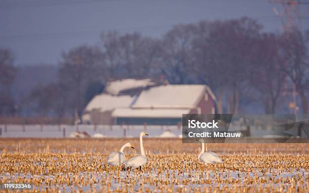 Photo libre de droit de Whooper Cygnes Sur Un Champ De Maïs banque d'images et plus d'images libres de droit de Agriculture - Agriculture, Blanc, Champ