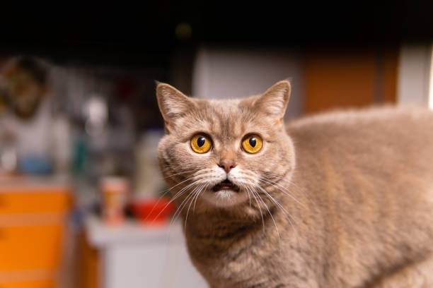 istock scottish straight cat looks very surprised 1199334089