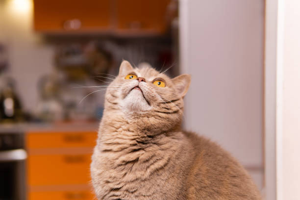 istock scottish straight cat looks up waiting