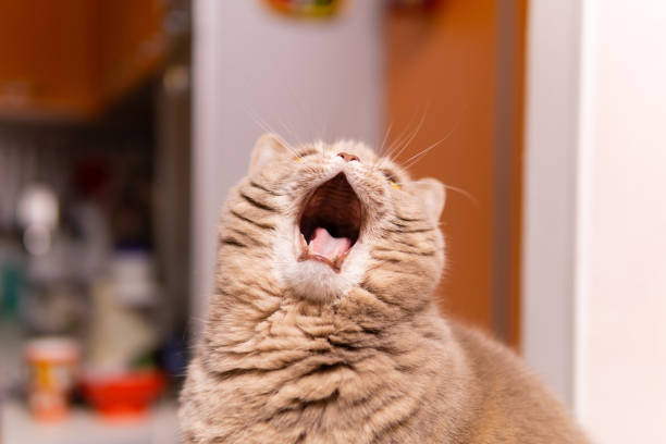 istock scottish straight cat yawns with wide open mouth 1199334100