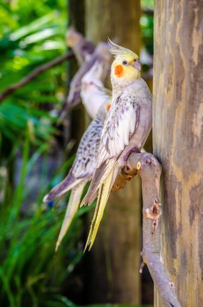 istock Line of Cockatiels 1199334299